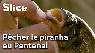 Safari dans la région la plus sauvage du Brésil