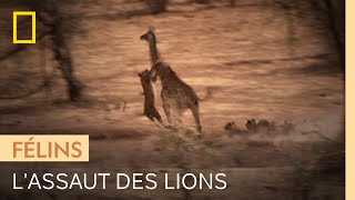Documentaire Un clan de lions se jette sur une girafe