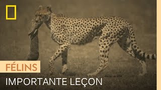 Un guépard apprend à ses petits comment chasser