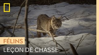 Un lynx apprend la chasse à son petit