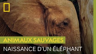 Documentaire Une éléphante met bas après 22 mois de gestation