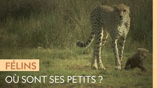Une femelle guépard appelle désespérément ses petits