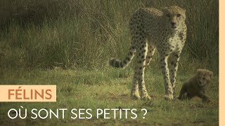 Documentaire Une femelle guépard appelle désespérément ses petits