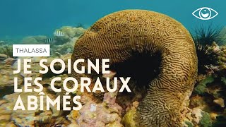 Documentaire Une « méthode » étonnante pour sauver le corail