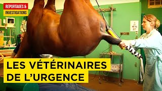 Documentaire Urgences vétérinaires : les experts en sauvetage animalier