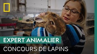 Documentaire À quoi ressemble un concours de lapins ?