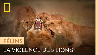 Avant de s'accoupler, ces lions doivent se battre