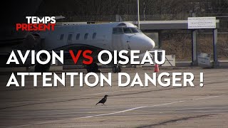 Avion contre oiseau, attention danger !