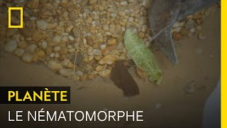 Documentaire Ce ver infeste de gros insectes et prend le contrôle de leur système nerveux