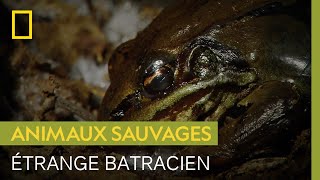 Documentaire Cette grenouille survit à l’hiver en mettant son corps à l’arrêt