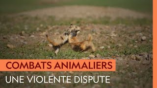 Documentaire Cette querelle entre chiens de prairie est aussi cocasse que violente