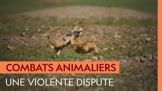 Cette querelle entre chiens de prairie est aussi cocasse que violente