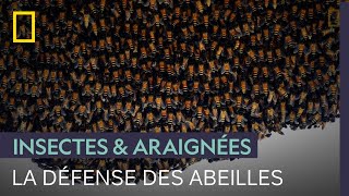 Comment les abeilles parviennent-elles à se défendre ?