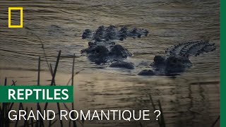 Documentaire Comment les alligators se séduisent-ils ?