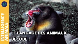 Documentaire Comment les animaux communiquent ?