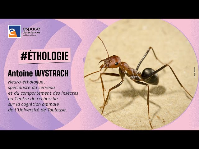 Et si j’étais une fourmi...