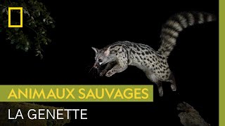 Connaissez-vous la genette, petit carnivore nocturne très agile ?