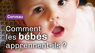 Dans la tête des bébés