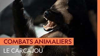 Dès que la nourriture se fait rare, c’est la guerre pour les carcajous