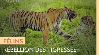 Documentaire Des tigresses affrontent leur mère car elles convoitent son trône