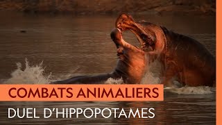 Documentaire Duel d’hippopotames au dénouement dramatique