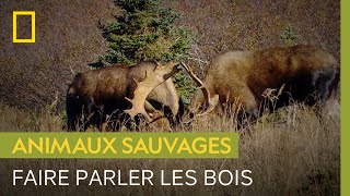Duel entre deux élans lors de la saison des amours