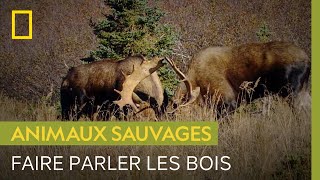 Documentaire Duel entre deux élans lors de la saison des amours