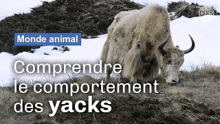 En immersion avec les yacks