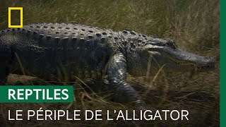 En pleine sécheresse, les alligators doivent trouver un point d'eau pour survivre