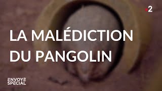 Documentaire La malédiction du pangolin