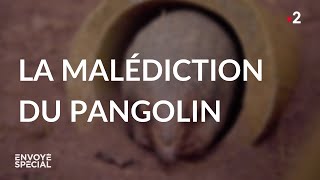 La malédiction du pangolin