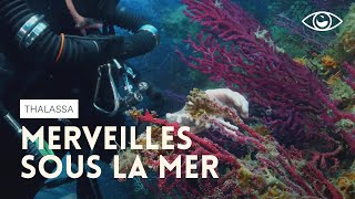 Documentaire Le corail rouge de la réserve marine de Cerbère-Banyuls
