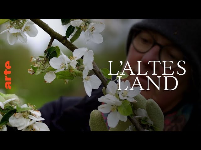 Documentaire L’Altes Land – Au coeur des vergers et des anciens marais