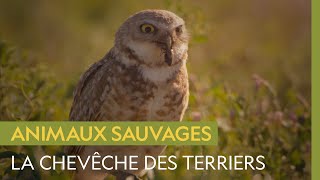 Documentaire La Chevêche des terriers, rapace opportuniste