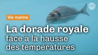 La daurade royale face au changement climatique