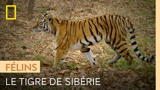 Documentaire La force du tigre de Sibérie : être un prédateur silencieux