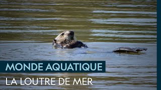 La loutre de mer, un animal aquatique par excellence