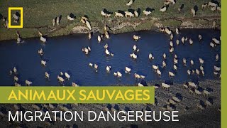 La périlleuse migration des caribous en Alaska
