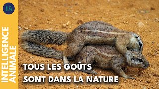 La sexualité diverse des animaux