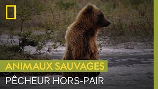 Documentaire La surprenante technique de chasse du grizzly