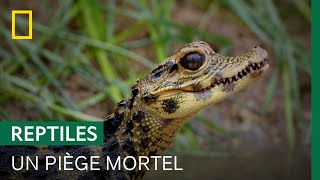 Documentaire La technique redoutable du crocodile pour attraper les poissons-chats