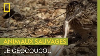 Documentaire Le Géocoucou de Californie, un oiseau extrêmement rapide… quand il court