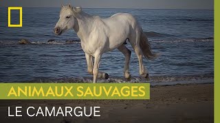 Documentaire Le camargue, petit cheval rustique du sud de la France