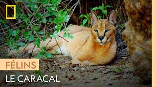 Documentaire Le caracal, le plus rapide des petits félins d’Afrique