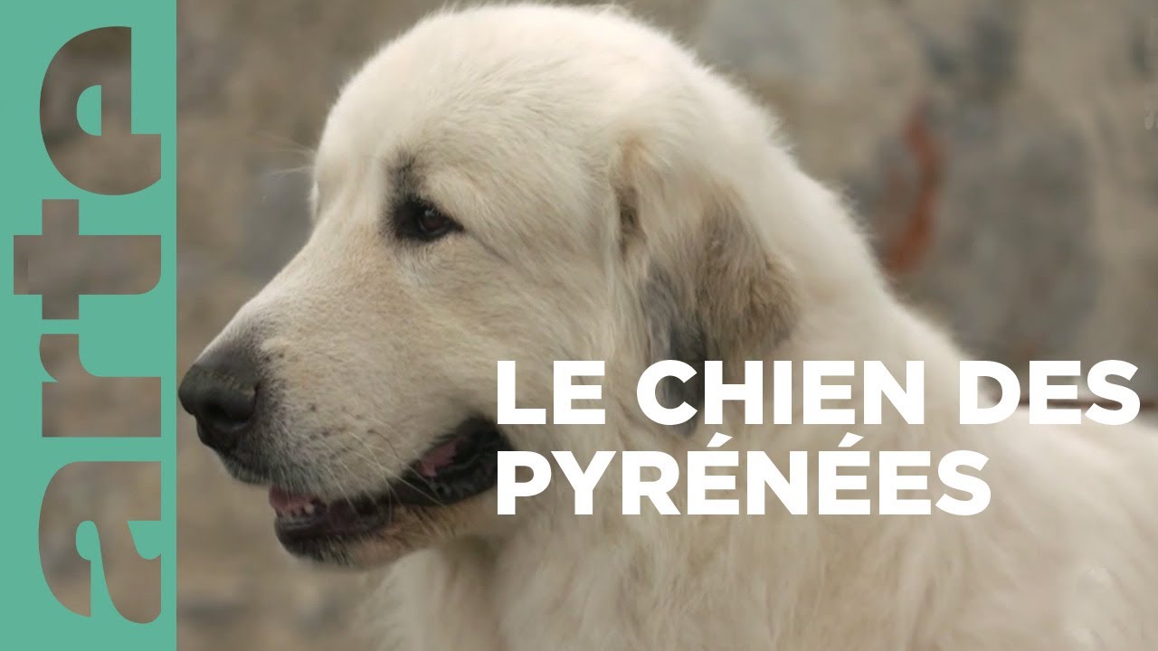 Documentaire Le chien de montagne des Pyrénées