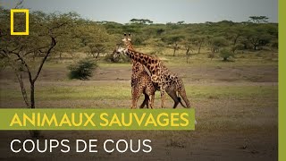 Documentaire Le cou des girafes leur sert à se nourrir… et à se battre