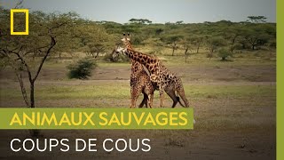Le cou des girafes leur sert à se nourrir... et à se battre
