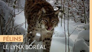 Documentaire Le lynx boréal, petit félin parfaitement adapté au nord glacial