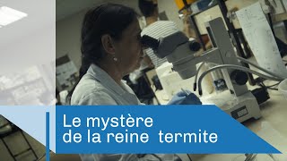 Documentaire Le mystère de la reine termite