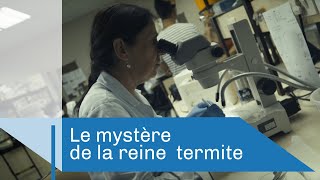 Le mystère de la reine termite